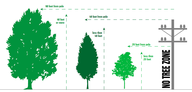 Tree Planting Tips